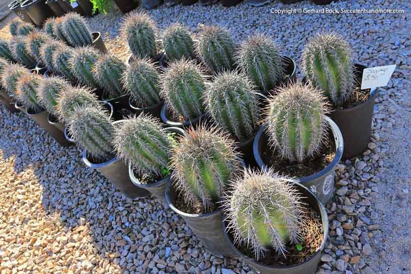 Cactus Garden — Cactus, Tucson, AZ