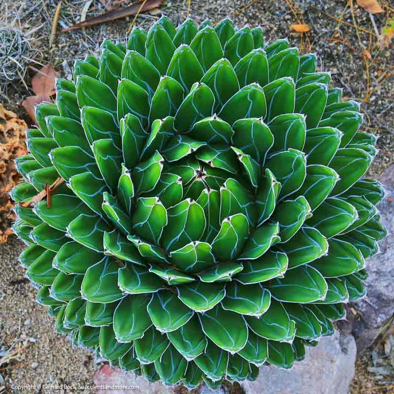 Green Flower — Wide Selection Of Cactus in Tucson, AZ