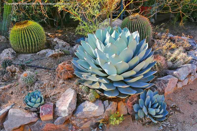 Cactus With Flowers — Wide Selection Of Cactus in Tucson, AZ