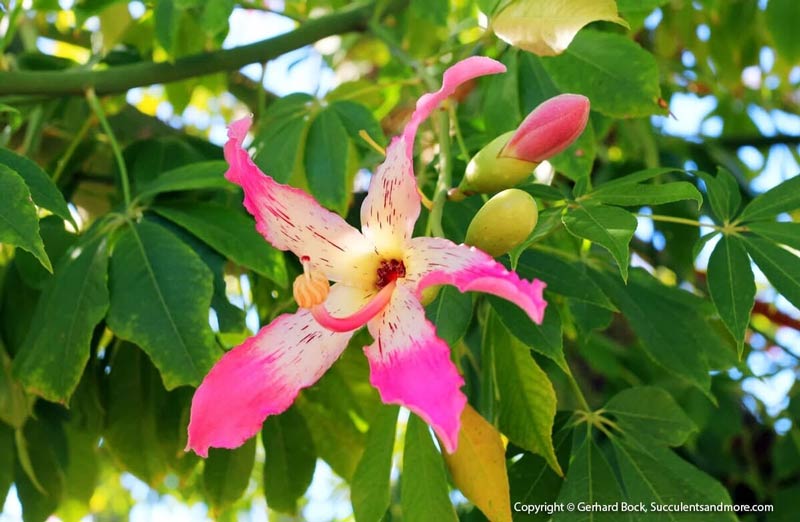 Flower — Wide Selection Of Cactus in Tucson, AZ