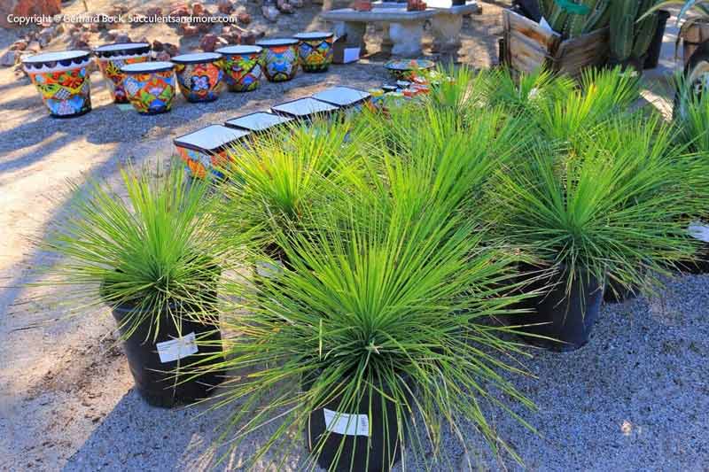 Plants — Wide Selection Of Cactus in Tucson, AZ