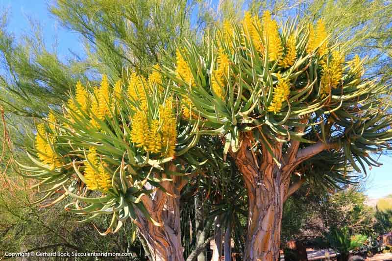 Trees — Wide Selection Of Cactus in Tucson, AZ