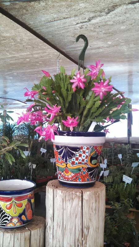 Cactus — Wide Selection Of Cactus in Tucson, AZ