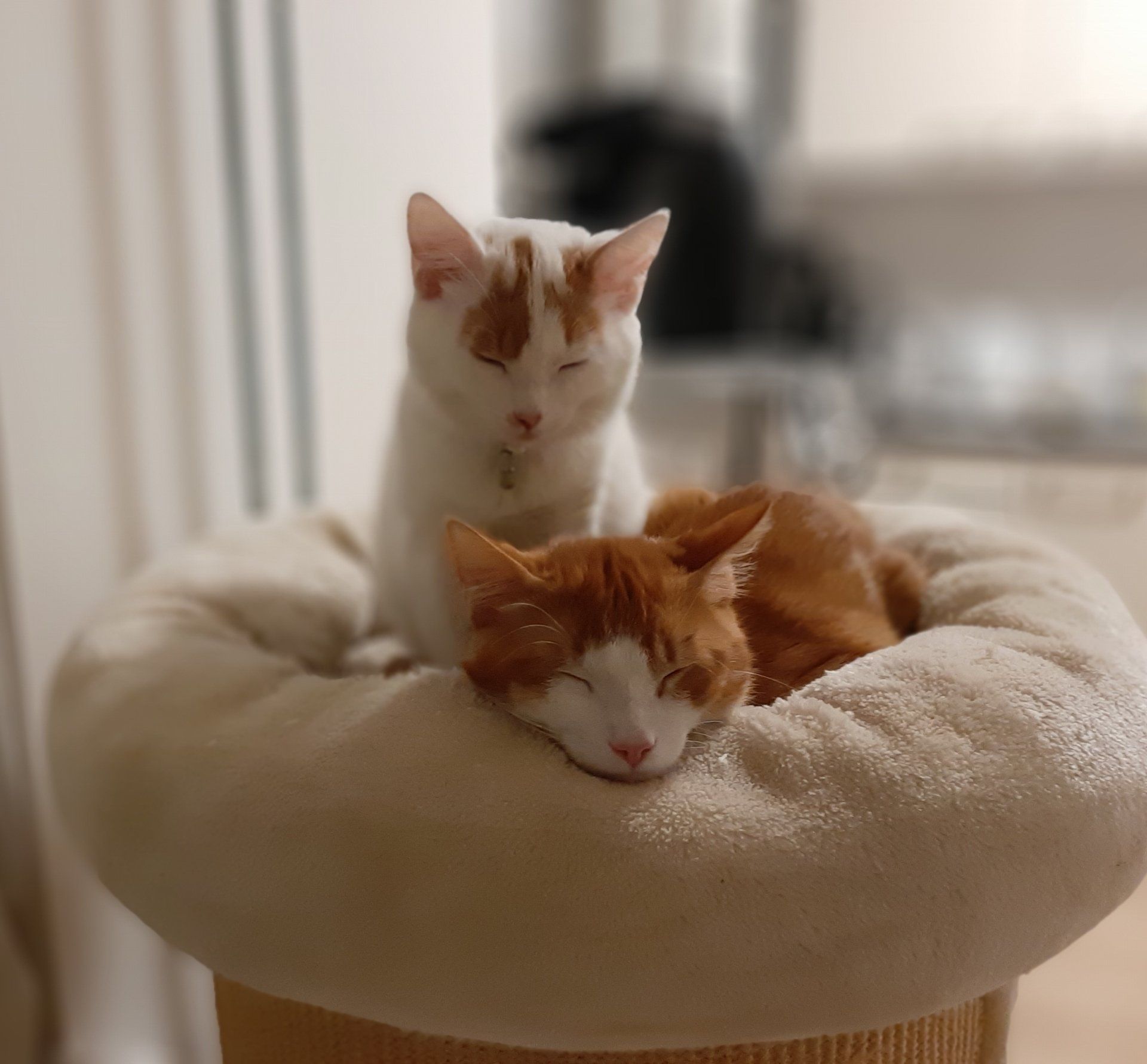 katten, slapen, ontspanning