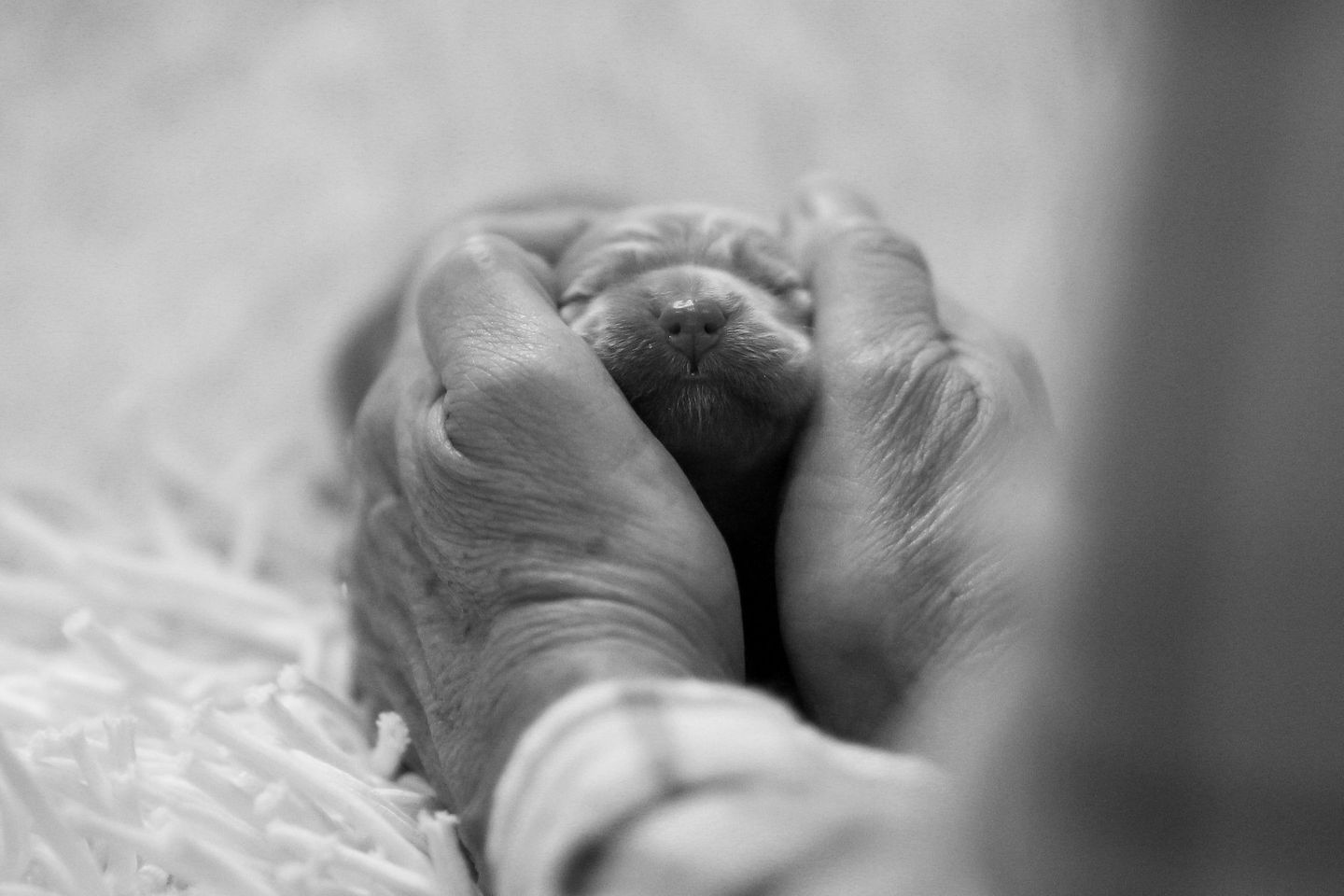 Hands on Puppy