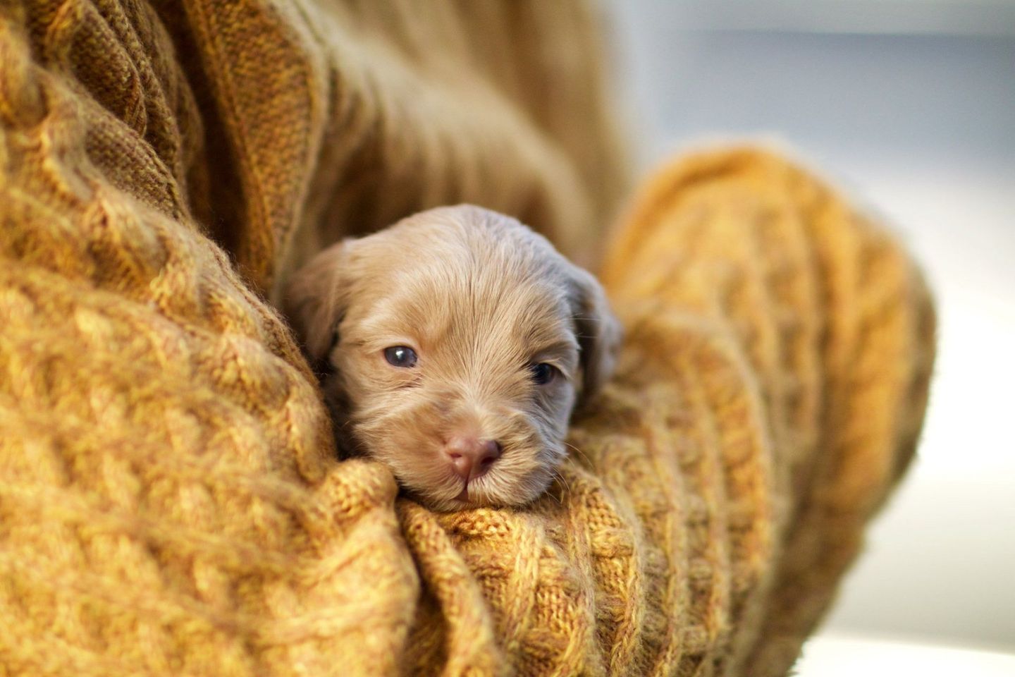 One Puppy in Arms