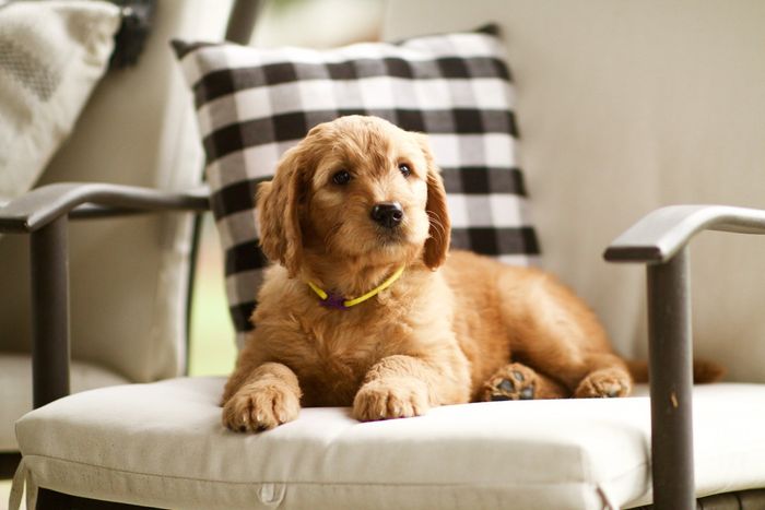 Apricot puppy enjoying its chair.