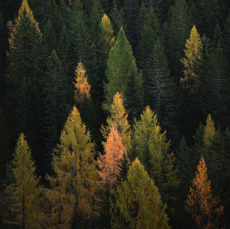A forest with trees that are green and yellow