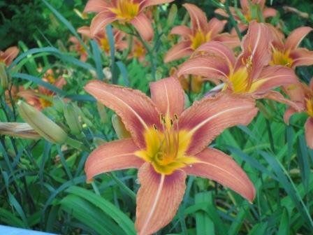 Image of Flowers