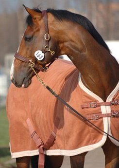 horse rug cleaning specialists