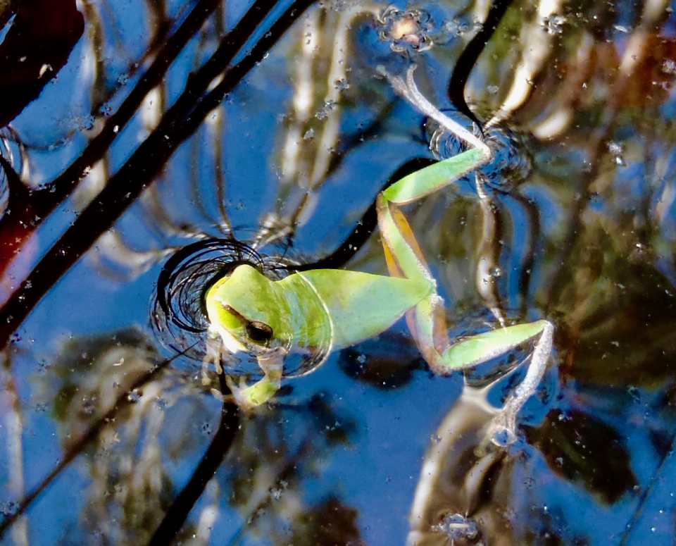 frog swimming in water