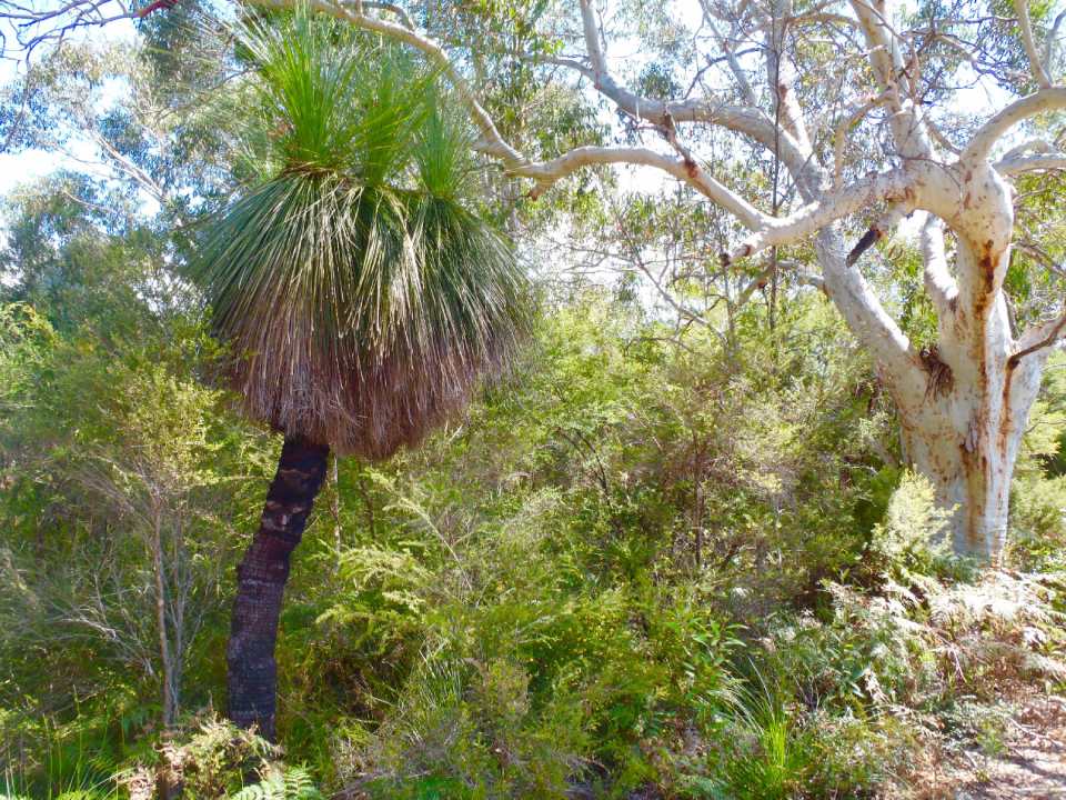 closeup of a tree