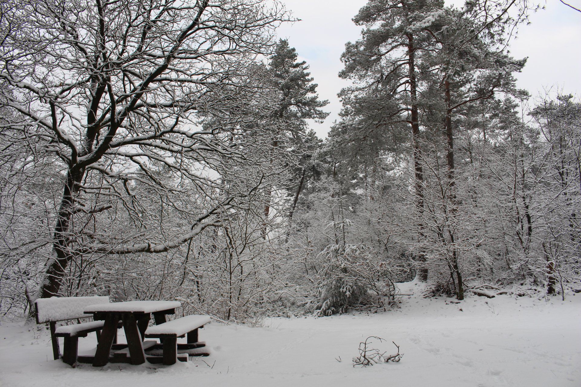 SNEEUW+BOS+HOENDERLOO
