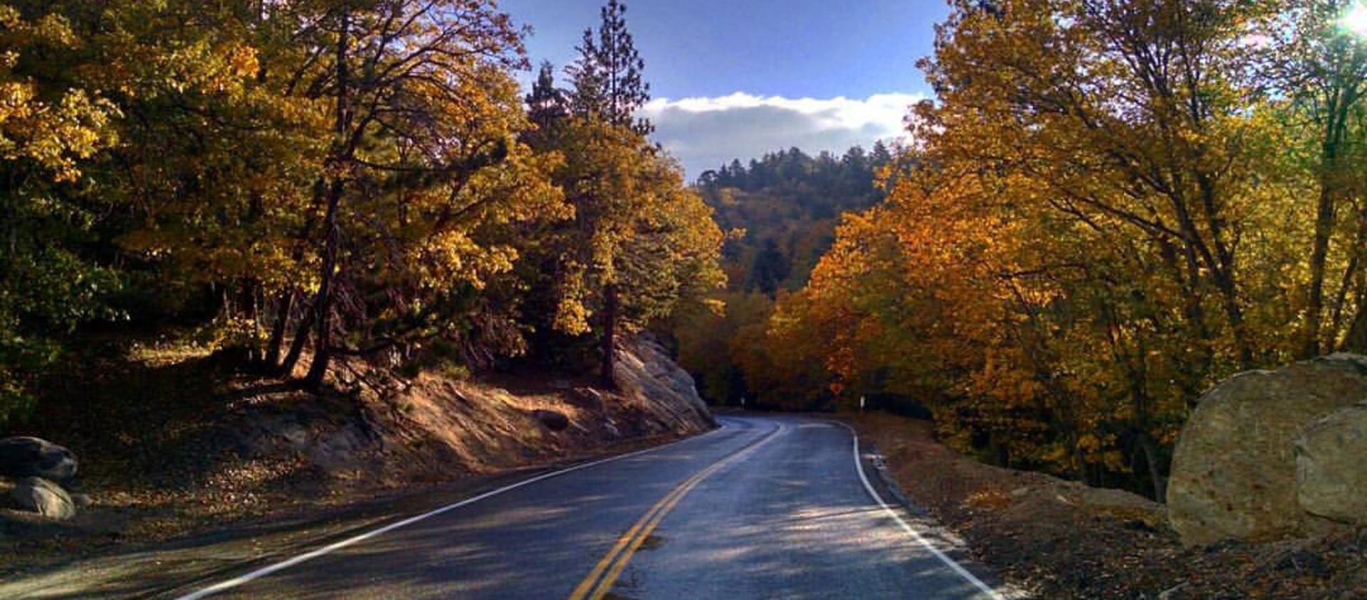 road-with-fall-trees
