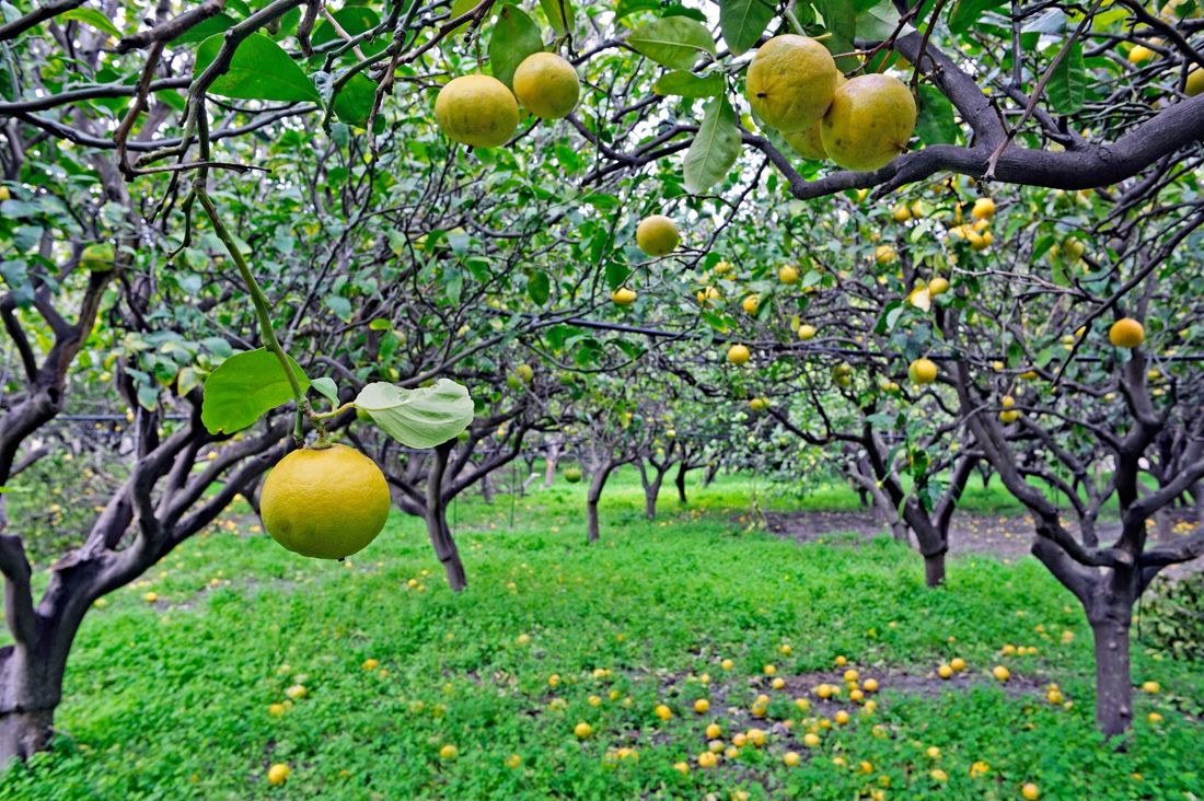 alberi di limoni