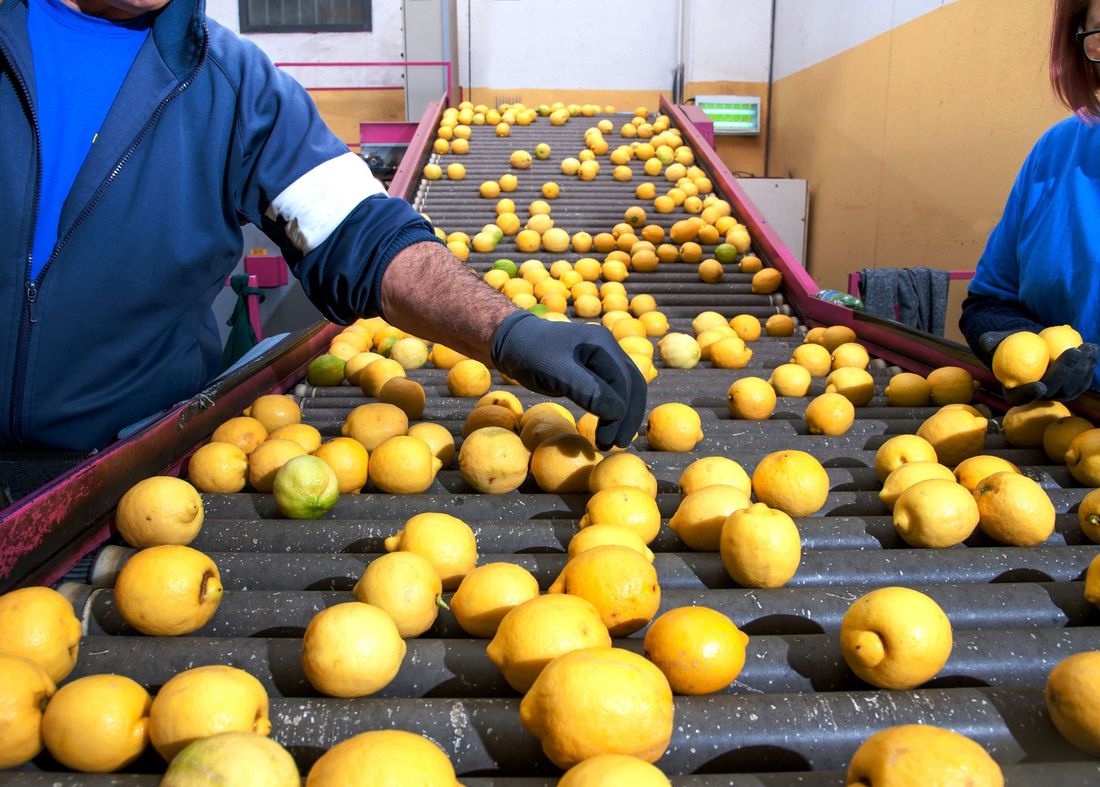 operai mentre controllano i limoni appena raccolti