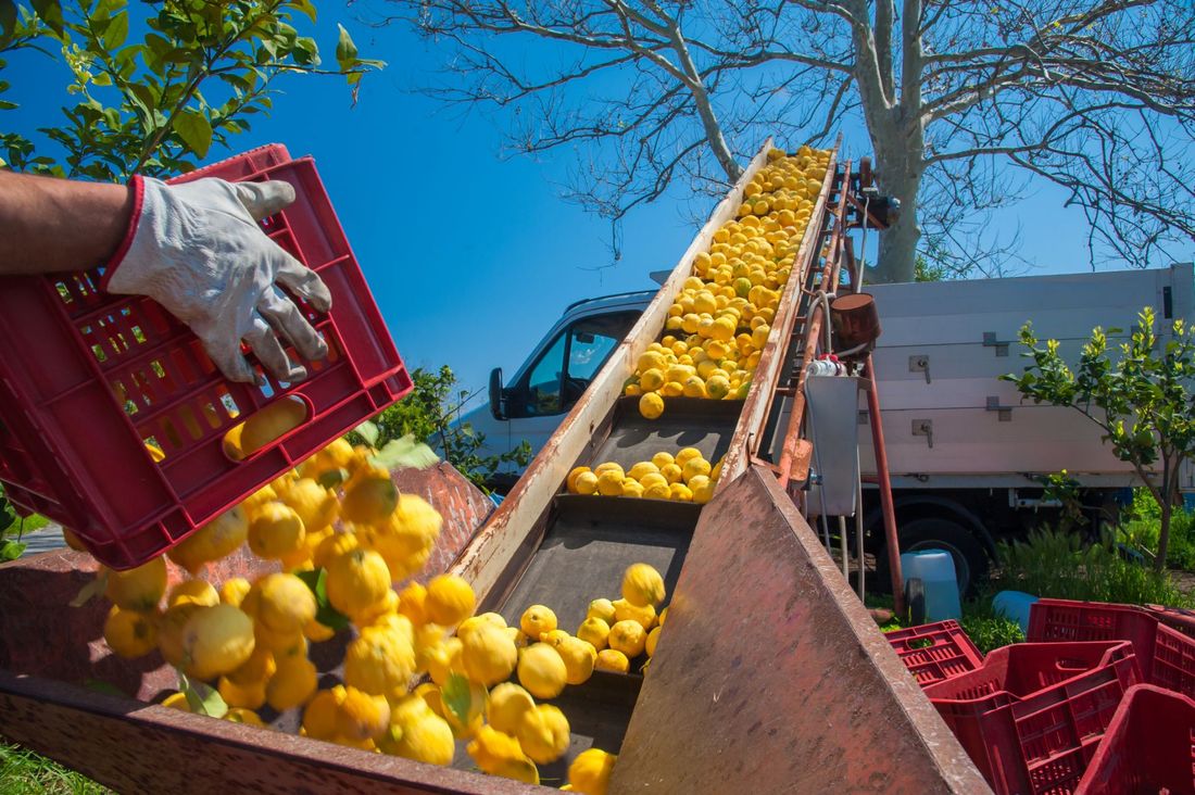 limoni appena raccolti su nastro trasportatore