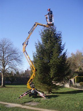 Garden Maintenance - Oxfordshire - Trees & Gardens Ltd - Tree Work Tree Work