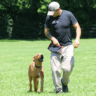 Person walking a dog on a grassy field, holding a leash and training treat pouch.