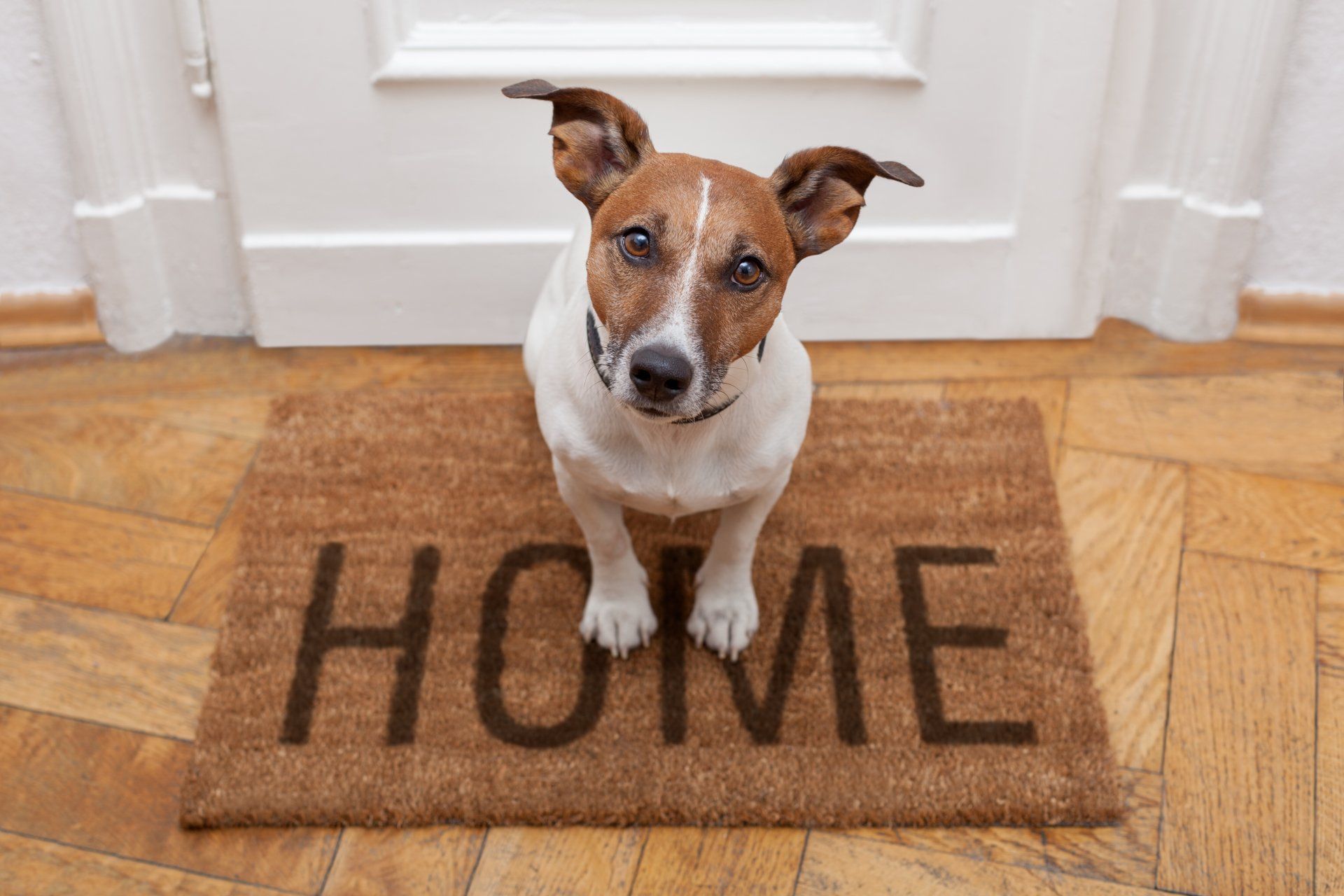 Small dog sitting on a brown “HOME” doormat in front of a white door.