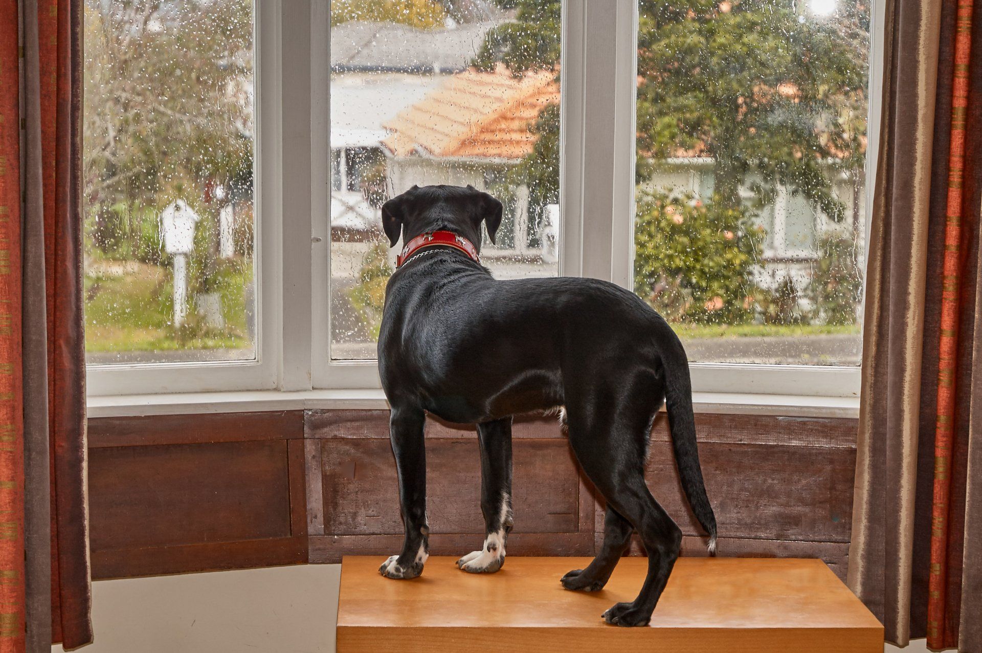 Black dog with red collar standing on a table, looking out a window at a snowy yard.