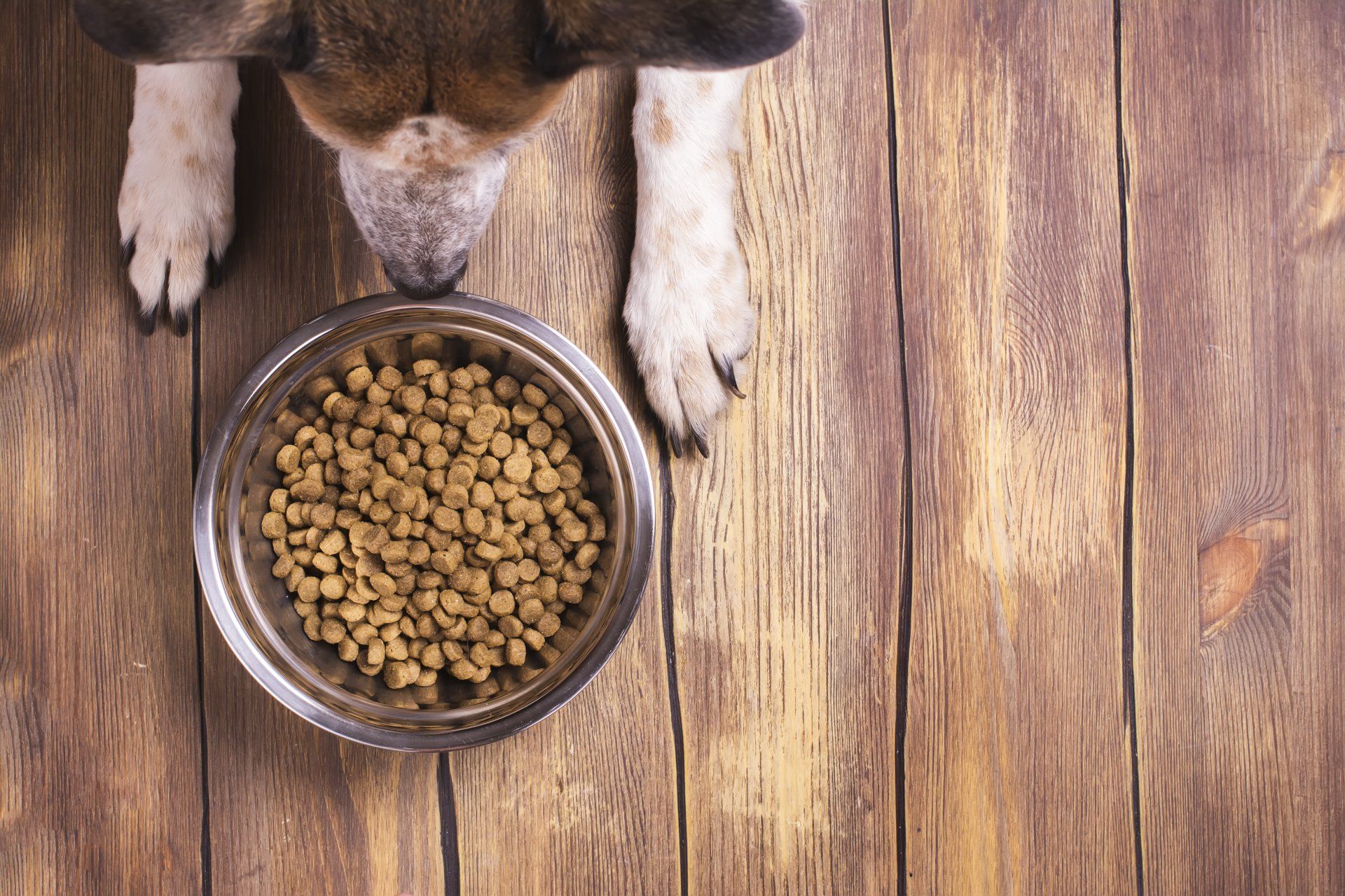 Dog paws beside a bowl of kibble on a wooden floor
