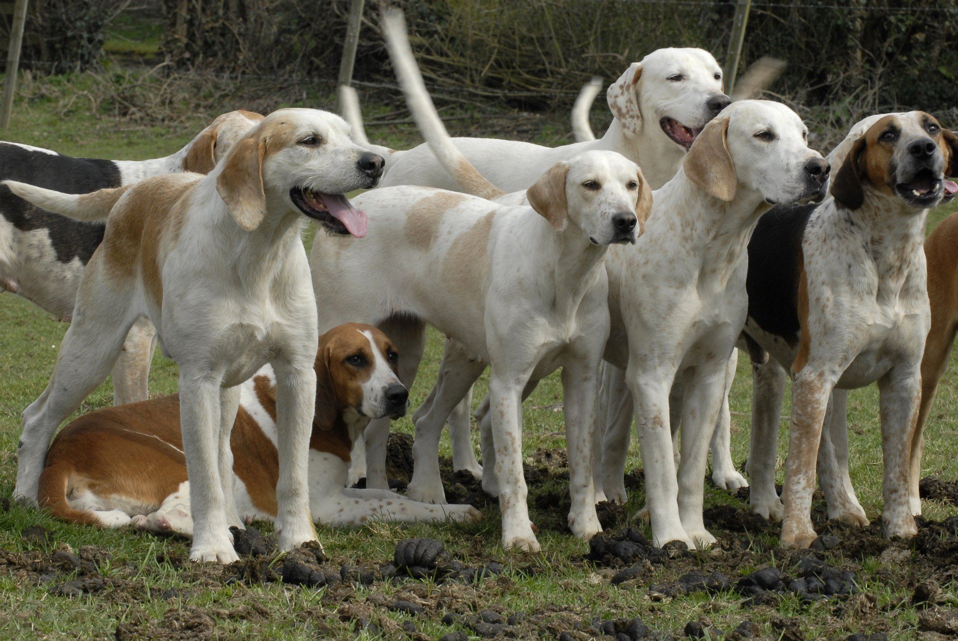 Several hounds standing and lying on grass outdoors, with a field in the background