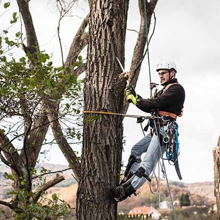 Arborist climbing tree