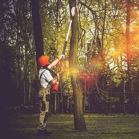 Man using a pole saw.