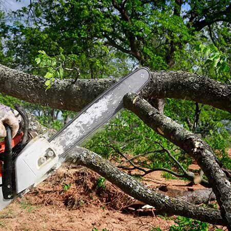 Chainsaw cutting tree branch.