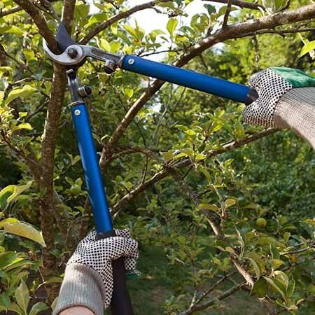 Tree pruning with loppers.