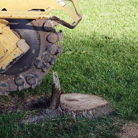 Grinding a tree stump.