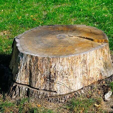 Tree stump on grass.