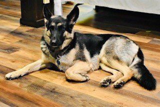 dog on floor 2