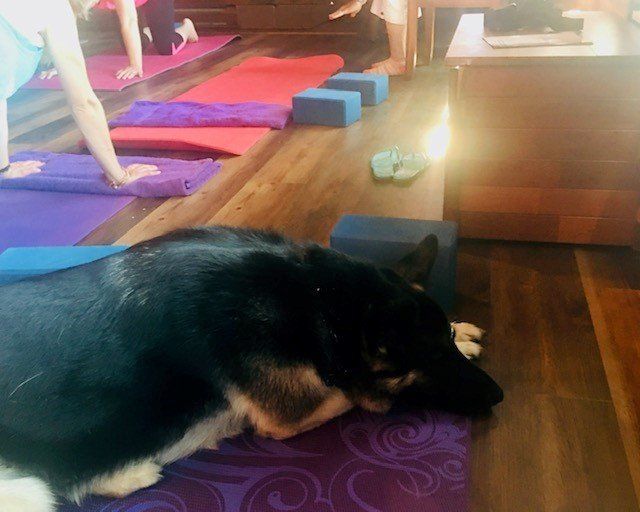 dog on floor