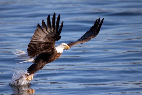 Bald eagle trying to capture fish from the Mississippi River