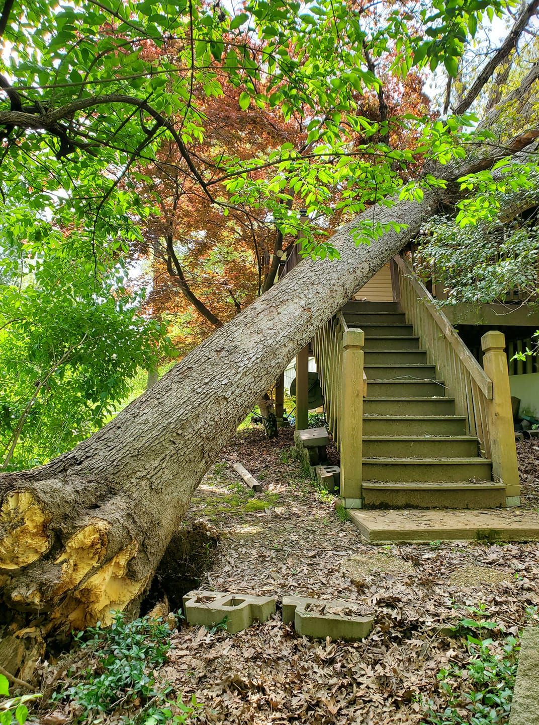 St Louis Tree Removal