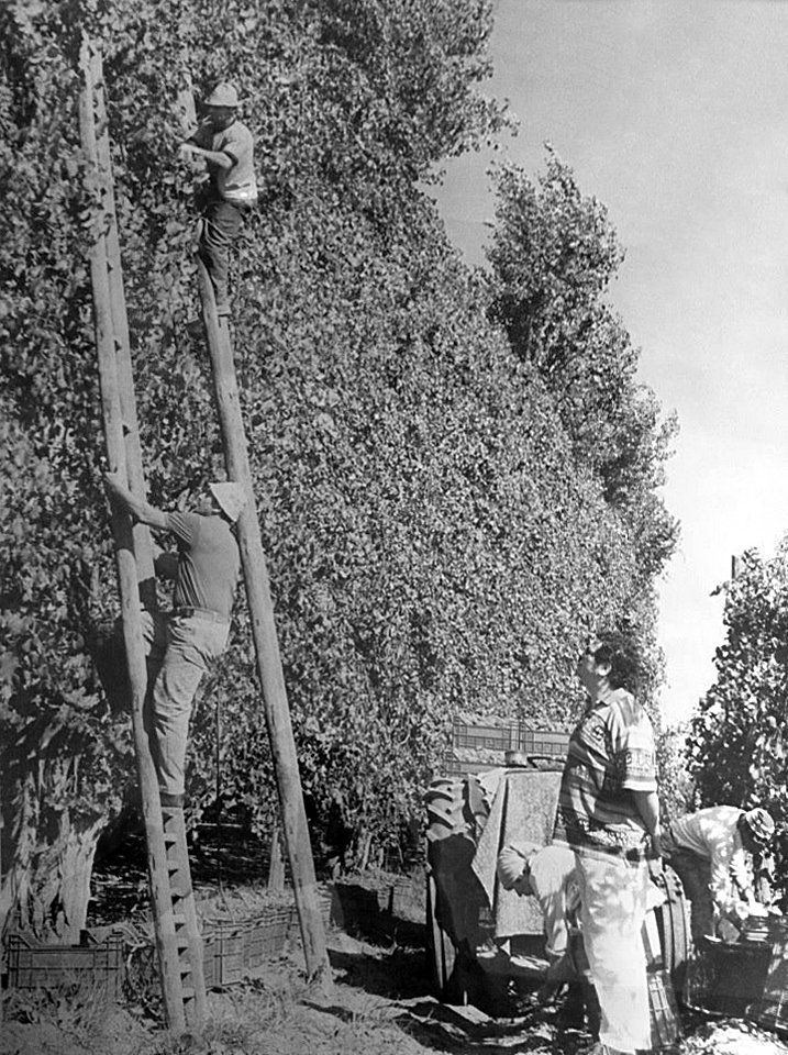 Fotografia storica della raccolta delle olive