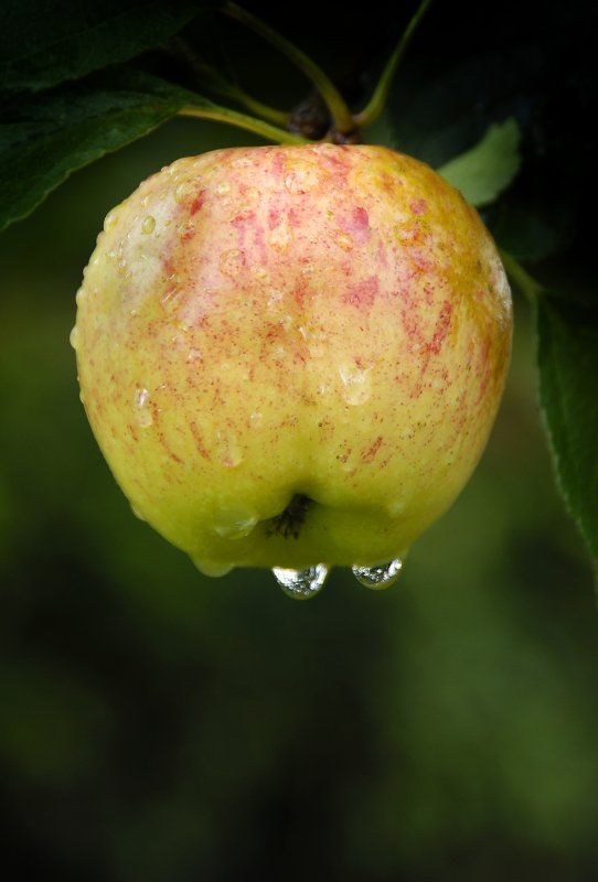 Fruit Photography Solihull Birmingham West Midlands