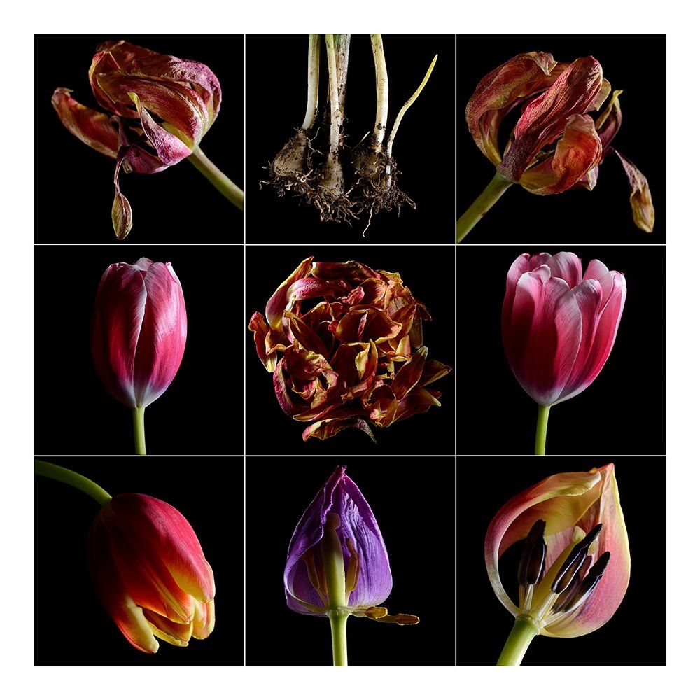 Flower Photography Solihull Birmingham