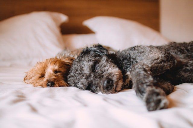 Dogs-Home-Florida