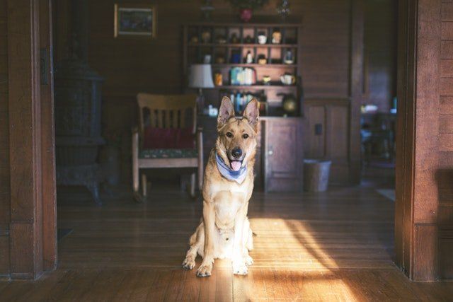 Pets-Pros-Property-Dogs
