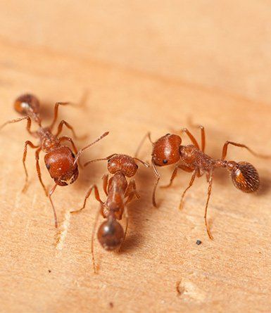 Fire Ant Control — Three Fire Ants in Baytown, TX Fire Ant Control — Three Fire Ants in Baytown, TX