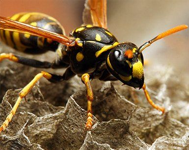 Bee and Wasp Control — Common Wasp in Baytown, TX Bee and Wasp Control — Common Wasp in Baytown, TX
