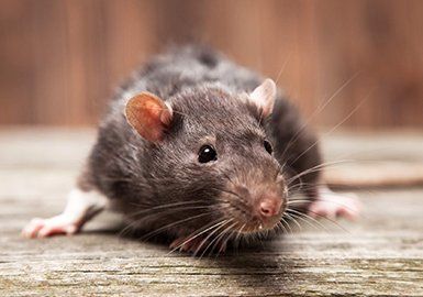 Rodent Control — Rodent in Baytown, TX Rodent Control — Rodent in Baytown, TX
