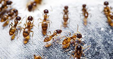 Ants — Red Imported Fire Ants in Baytown, TX