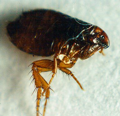 Flea Control — Flea in Baytown, TX Flea Control — Flea in Baytown, TX
