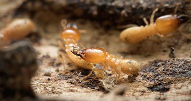 Termite Control — Termites in Baytown, TX Termite Control — Termites in Baytown, TX
