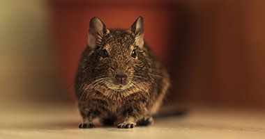 Rats and Mice — House Mouse in Baytown, TX