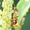 Large Ant — Crazy Red Ant in Baytown, TX